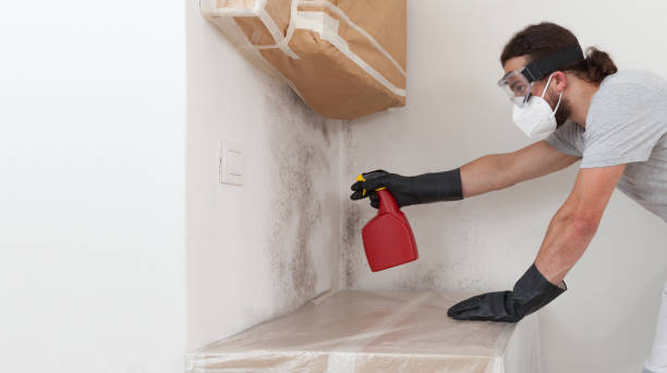 Professional Attic Mold Removal technician working in Nokomis, IL