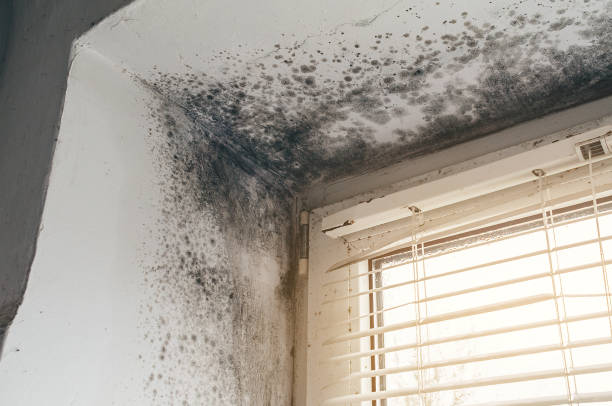 Affordable Basement Mold Removal solutions in Nokomis, IL