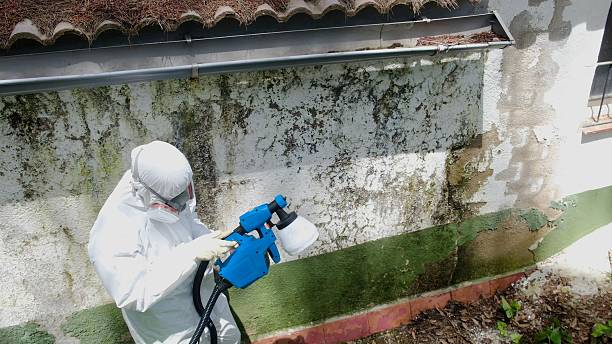 Top rated local Basement Mold Removal specialists in Nokomis, IL
